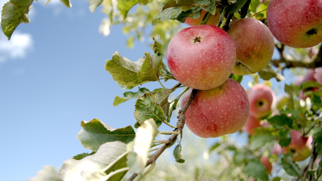 Can you plant just one apple tree?