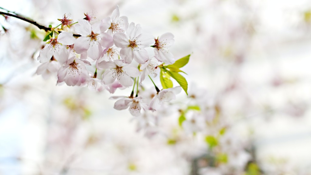 How To Prune A Weeping Cherry Blossom Tree