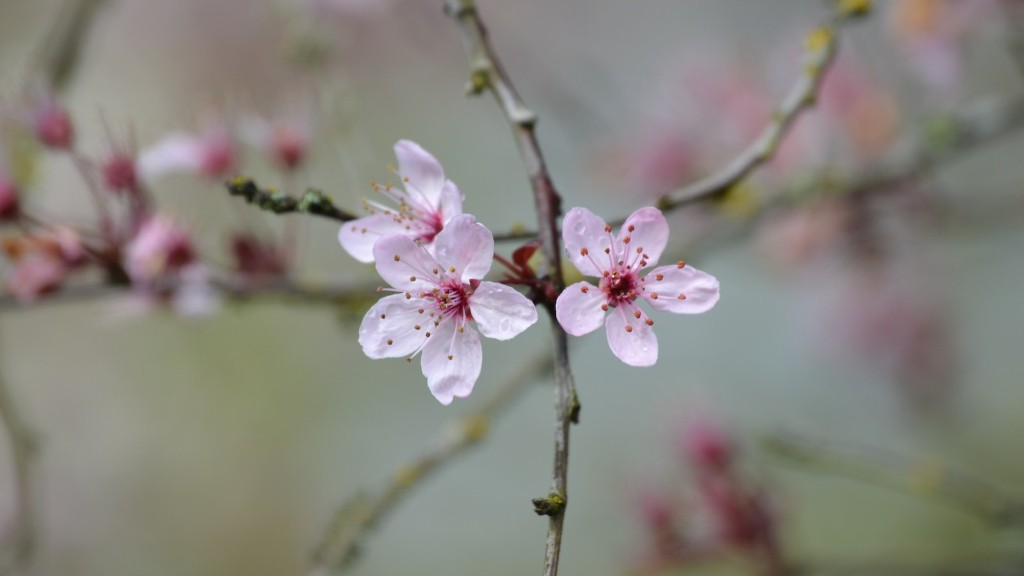 Does cherry tree need pollinator?