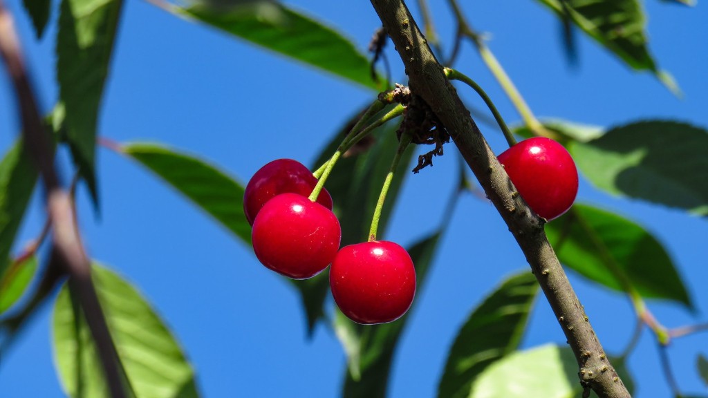 Where Can You Grow A Cherry Tree