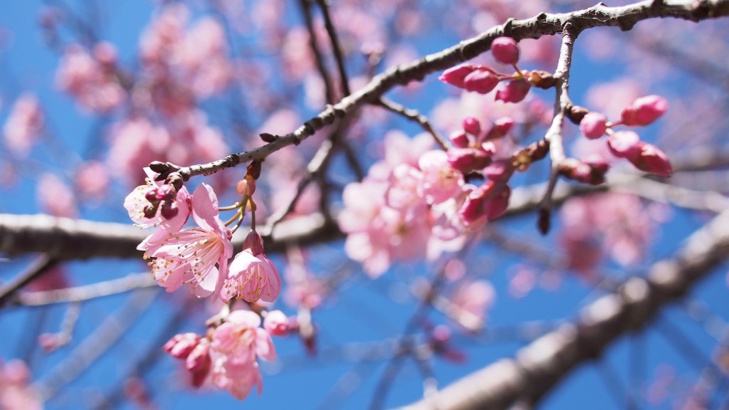 How much is a cherry tree worth?