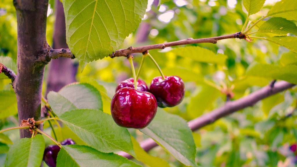 How To Grow A Cherry Tree From Cuttings