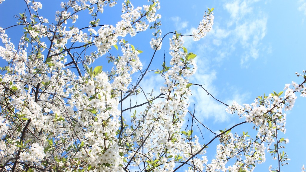 How To Start A Weeping Cherry Tree