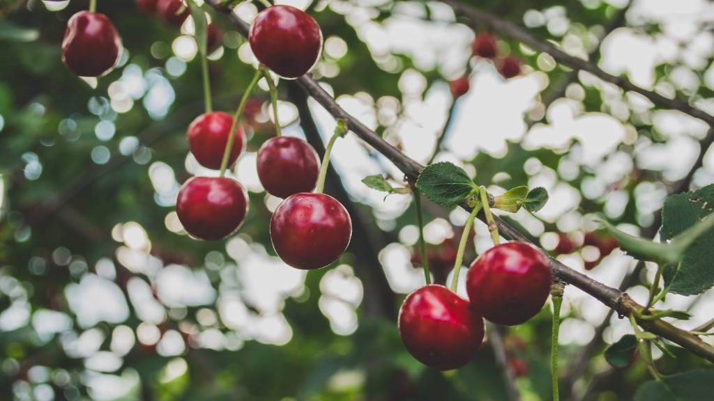 Can you grow a cherry tree in texas?