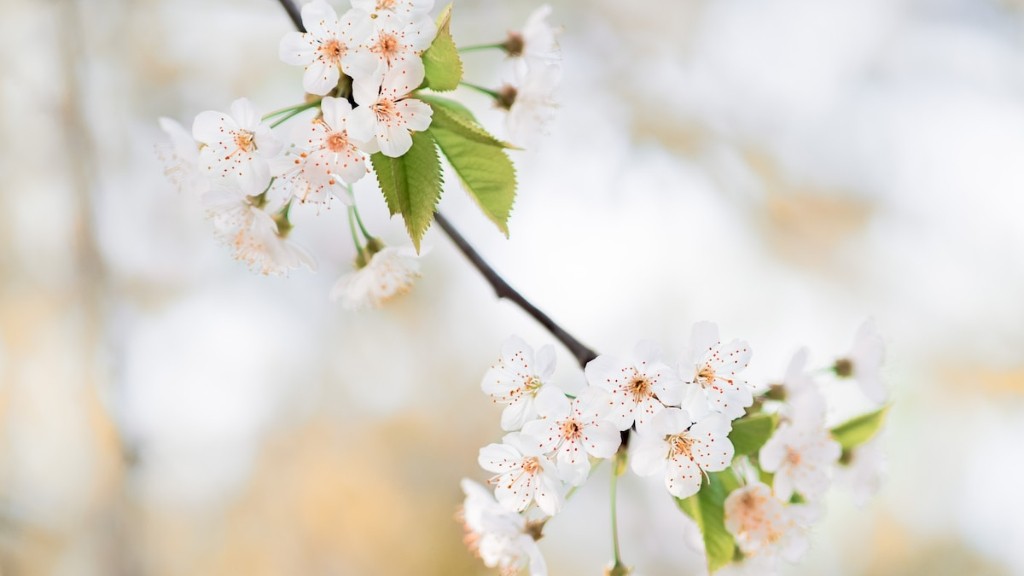 What does cherry tree look like?