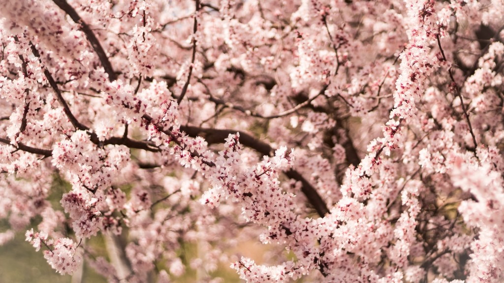 Does a cherry tree need a pollinator?