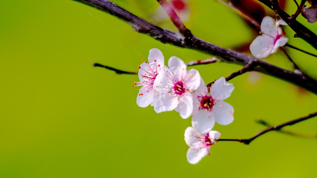 When Should You Plant Cherry Blossom Tree