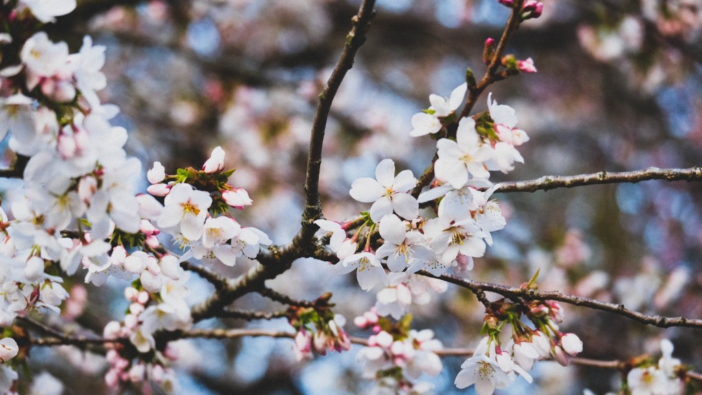 When To Prune A Flowering Cherry Tree Uk