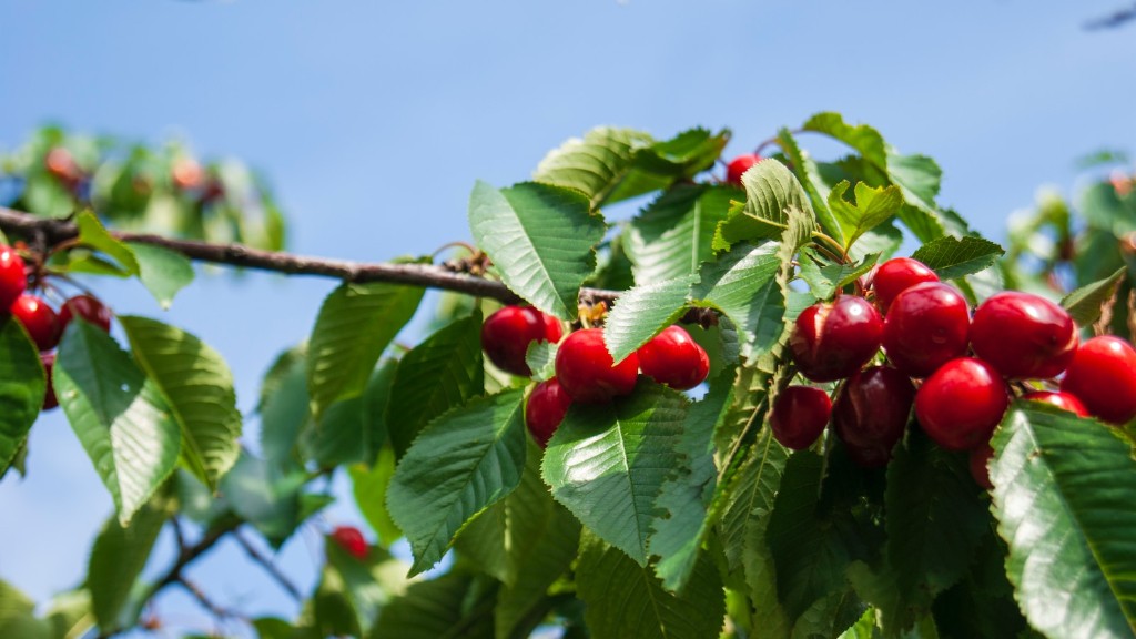 How Old Is A Cherry Tree Before It Fruits