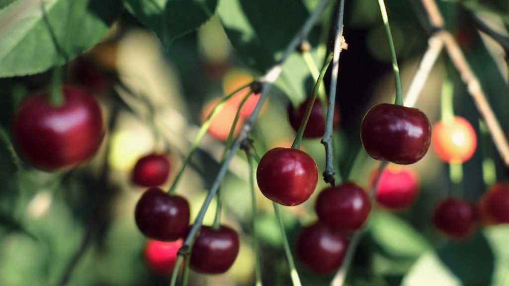 Can i grow a cherry tree in texas?