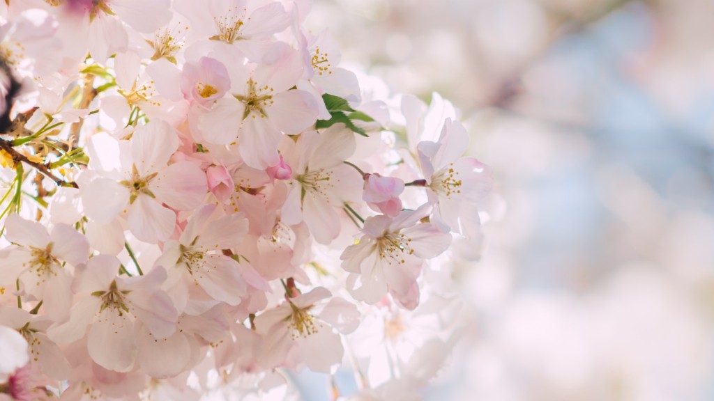 How much is cherry blossom tree?