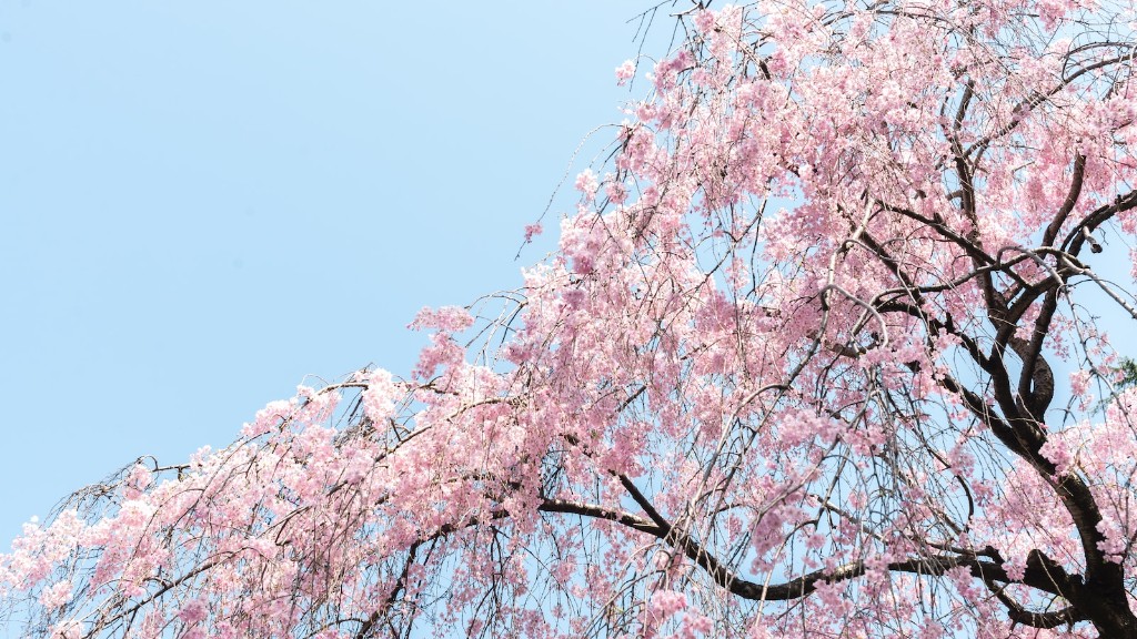 Where can i buy a cherry blossom tree?