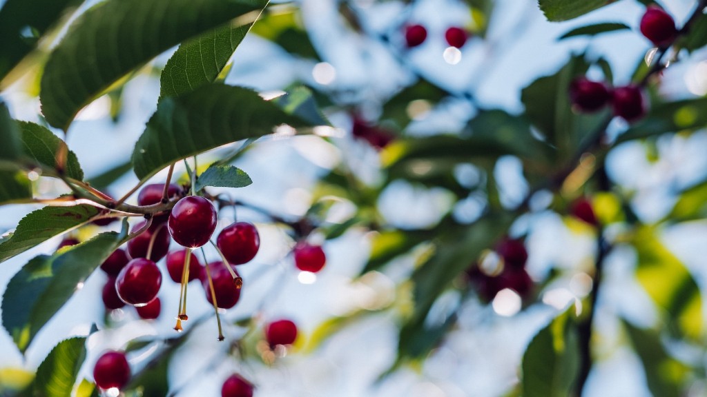 Can you bonsai a cherry tree?