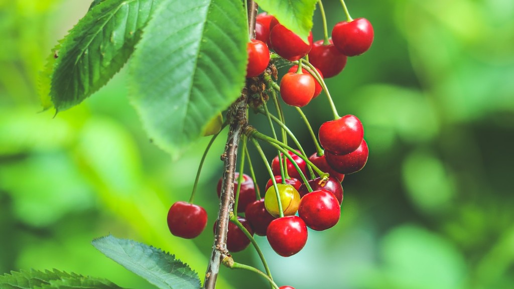 Can i grow a cherry tree in a pot?