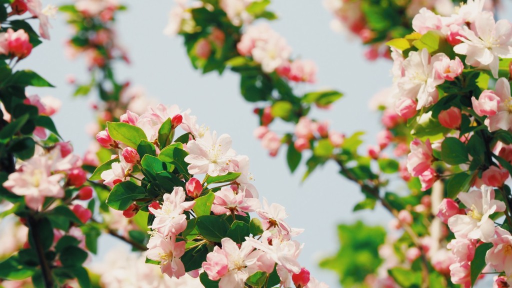 How To Grow Cherry Blossom Tree From Seed