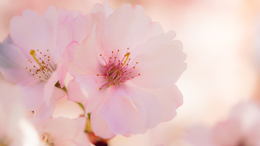 Can i grow a cherry blossom tree in florida?