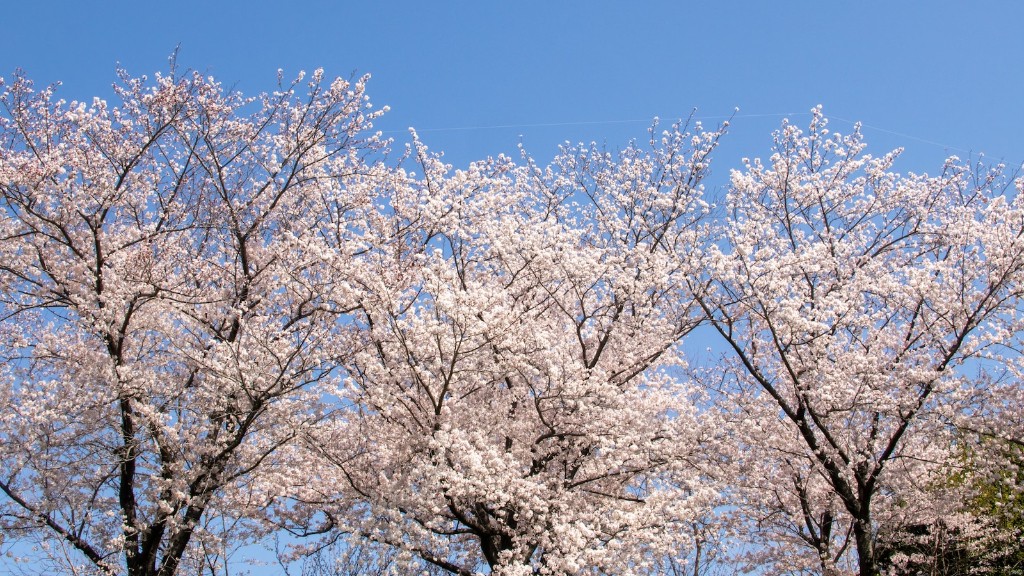 Can a cherry blossom tree grow in florida?