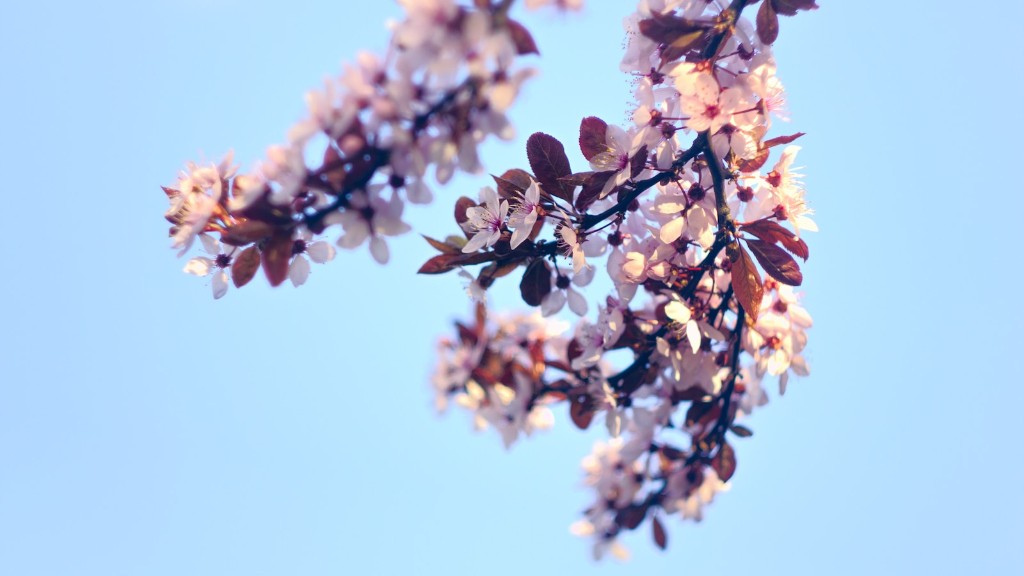 How To Graft A Cherry Blossom Tree