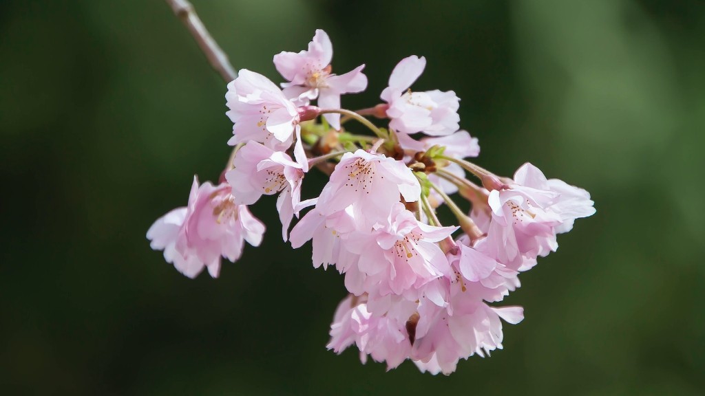 Do cherries grow on a cherry blossom tree?