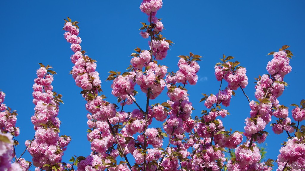 How Does A Cherry Blossom Tree Grow