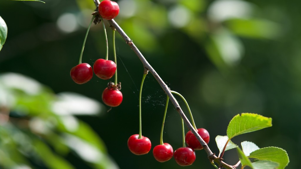 How Long For A Cherry Tree To Produce Cherries