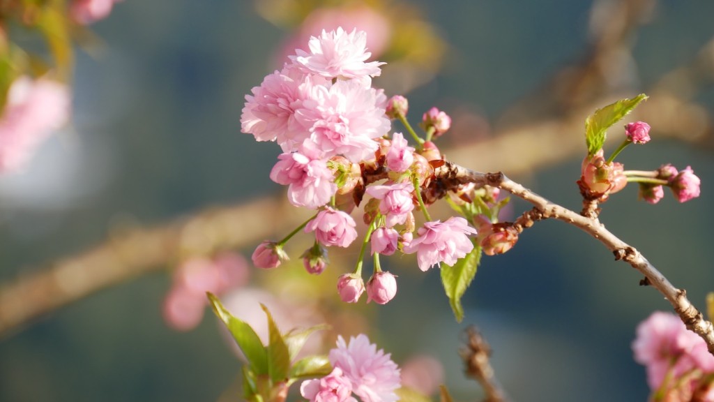 Where to buy hiromi weeping cherry tree?