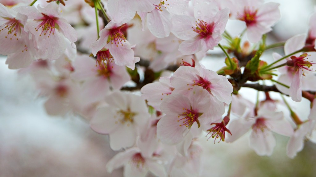 How To Get Seeds From Cherry Blossom Tree - About Tree