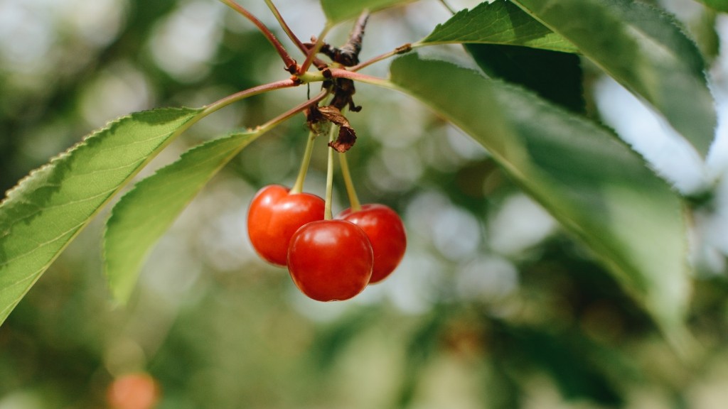 Can Grow Cherry Tree From Seed
