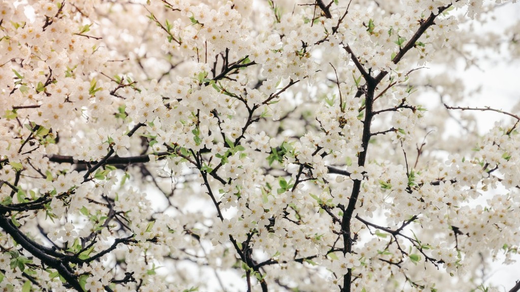 How To Plant A Yoshino Flowering Cherry Tree