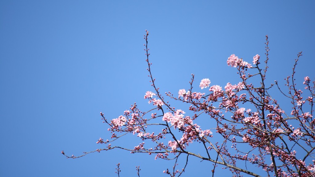 When does a weeping cherry tree bloom?