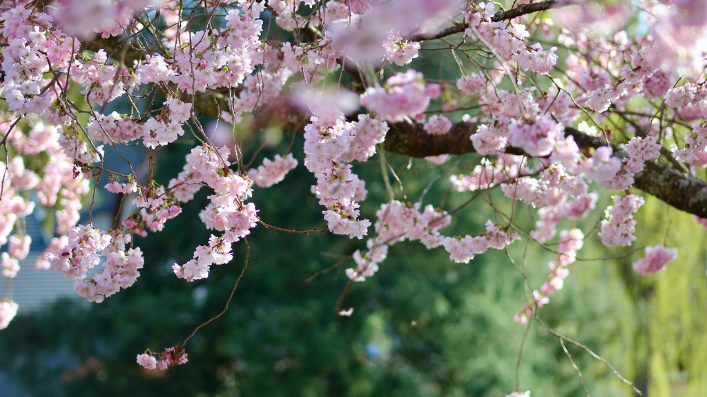 Where to buy a weeping cherry tree?