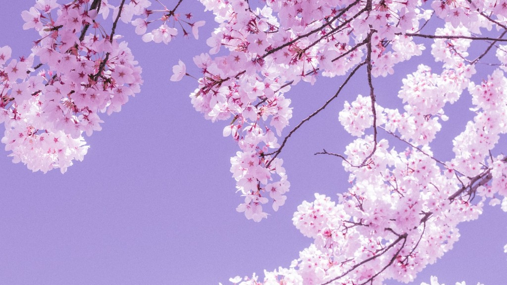 How long does cherry blossom tree take to grow?