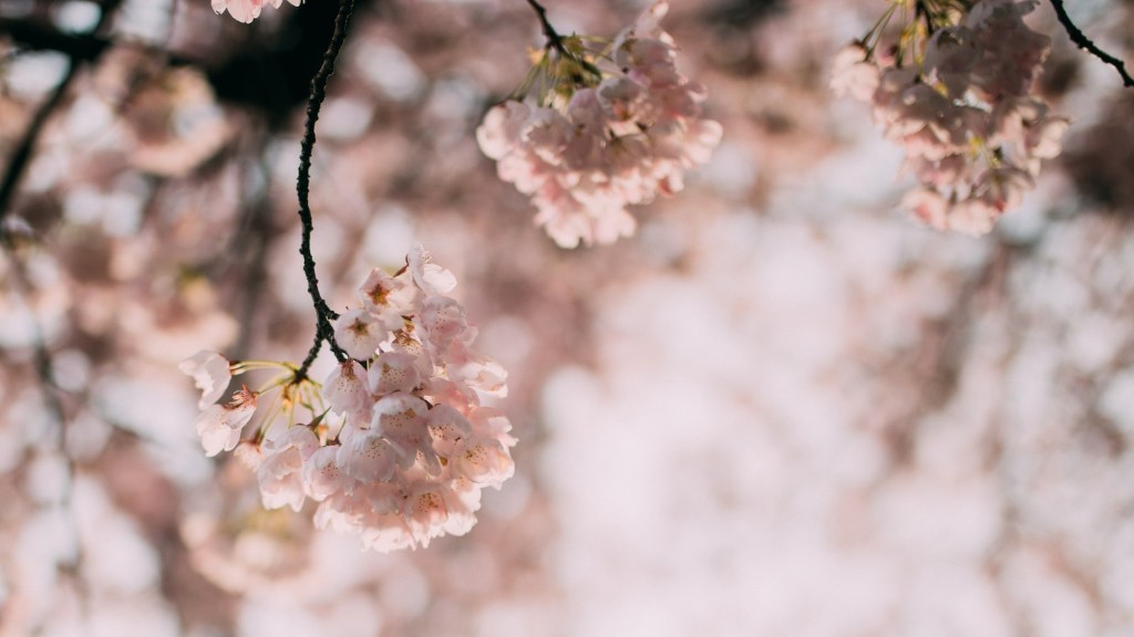 Can you eat the cherries from a cherry blossom tree?