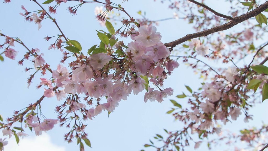 How To Make A Cherry Tree Blossom