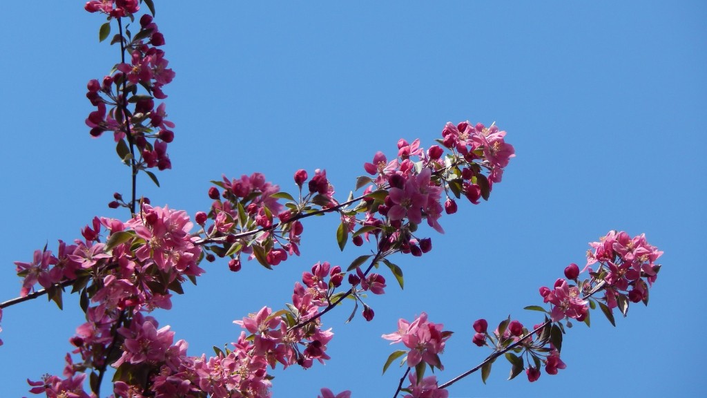 How To Describe A Cherry Blossom Tree