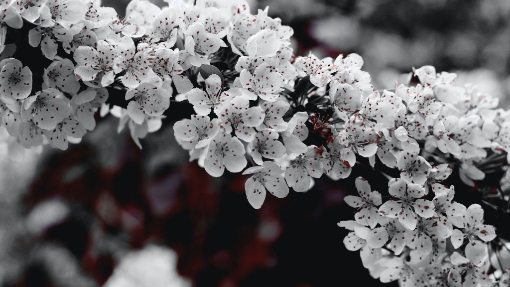 How to make cherry blossom tree?
