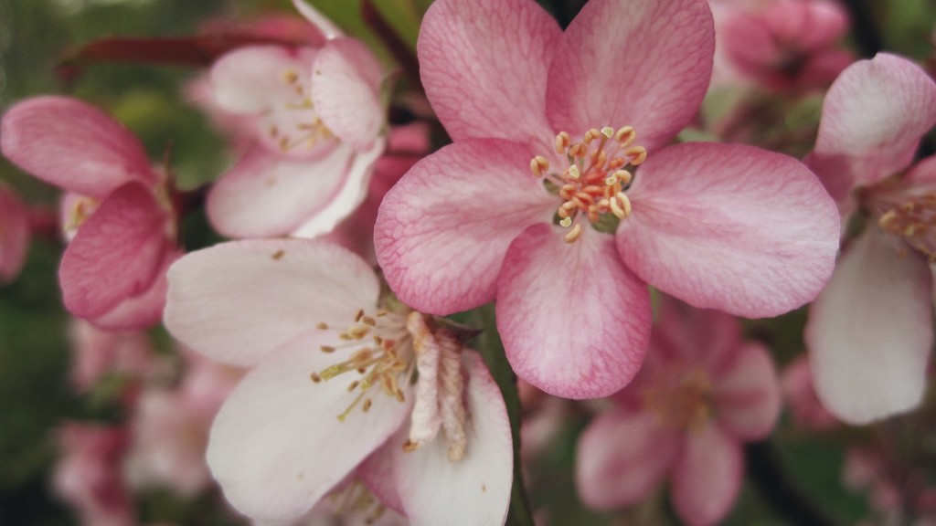 What does a cherry blossom tree represent?