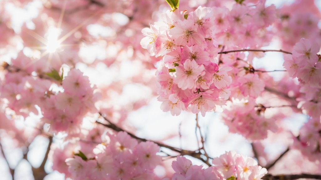 Why Cherry Tree Not Flowering