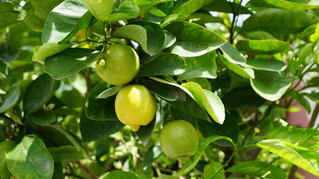 When To Prune Indoor Lemon Tree