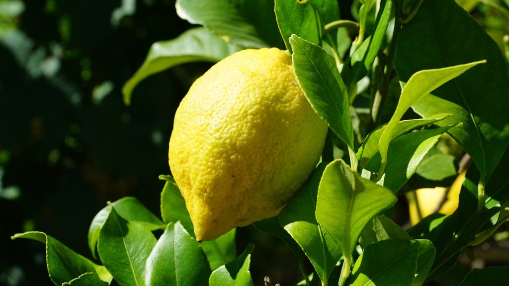How Quickly Does A Lemon Tree Grow