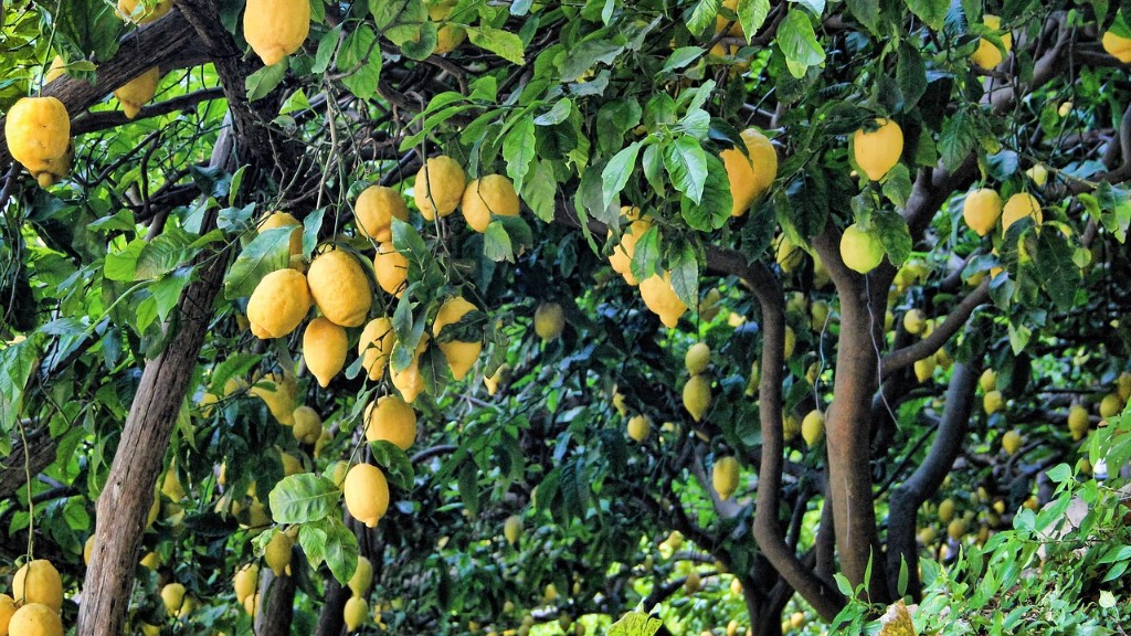 How tall does meyer lemon tree grow?