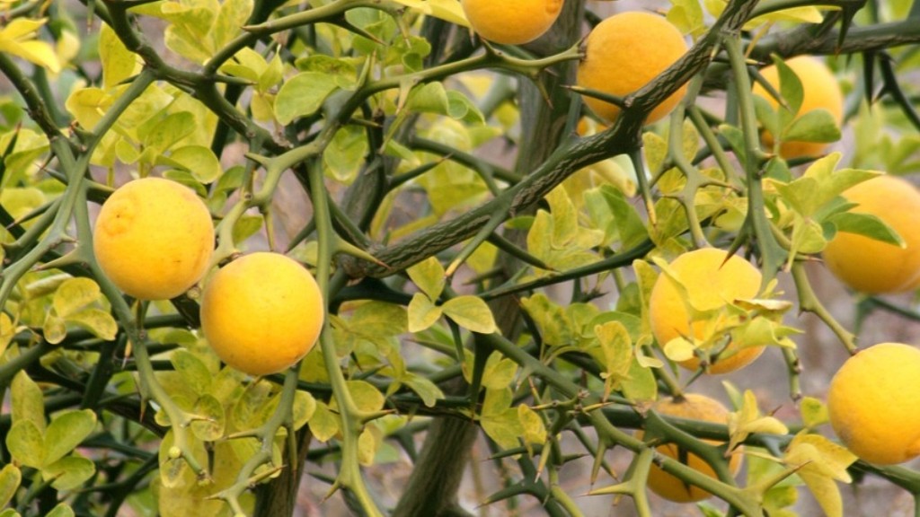 Can You Start A Lemon Tree From Seed