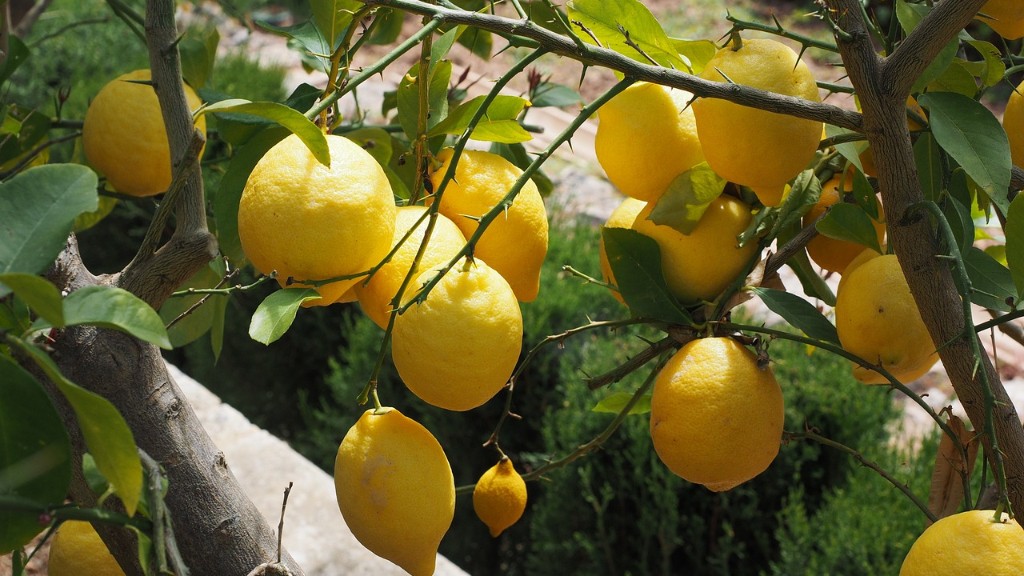 How to prune a lemon tree grown from seed?
