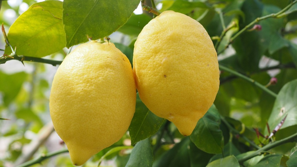 How To Prune A Lemon Tree Video