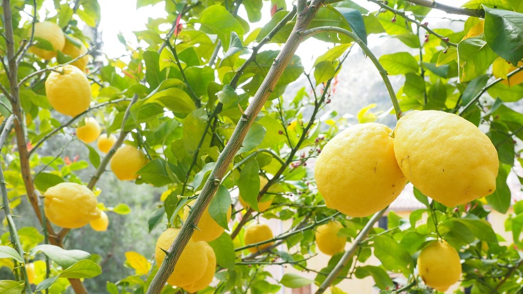 How to replant a lemon tree?
