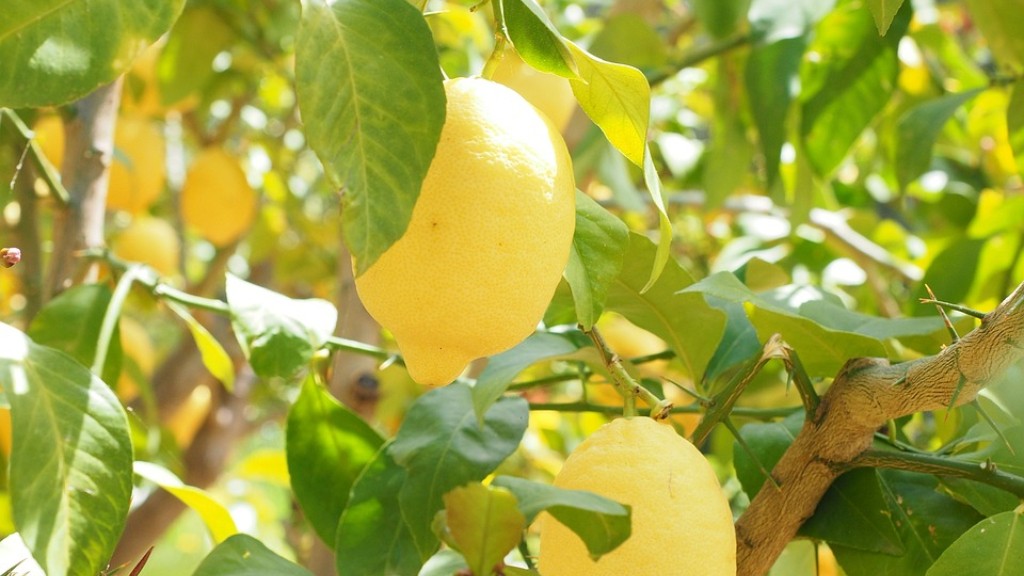 How to water a lemon tree?