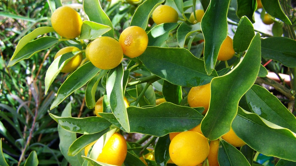 How To Plant A Lemon Tree From Lemon Seeds