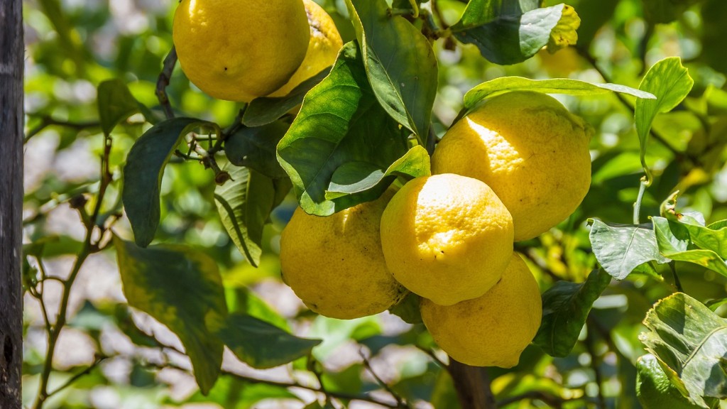 How Much To Water Meyer Lemon Tree