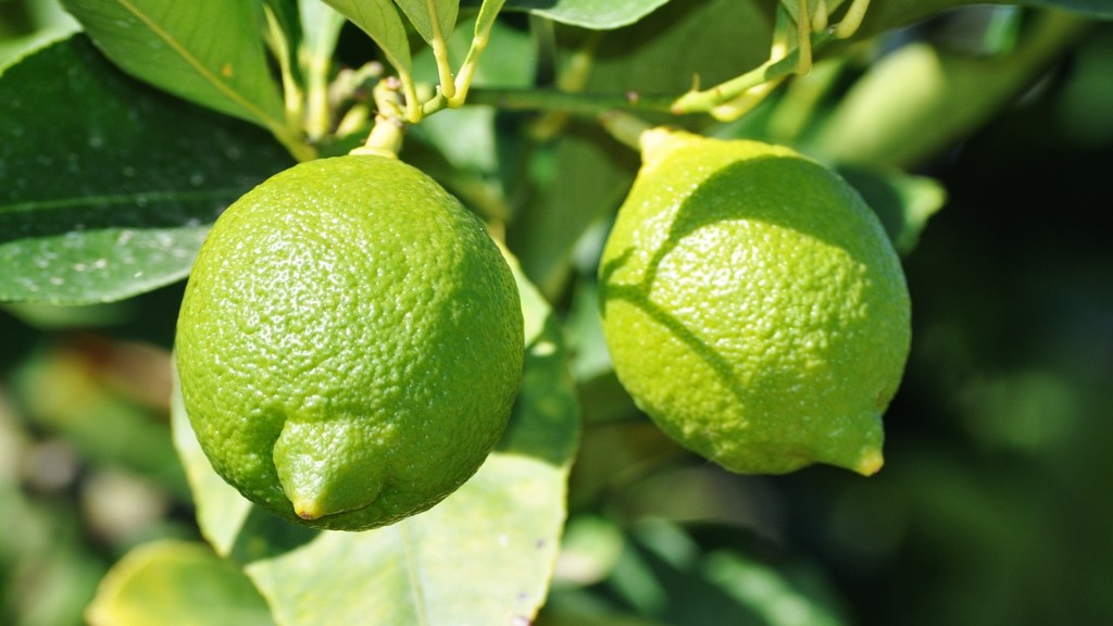 How To Save A Lemon Tree From Dying