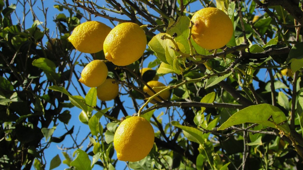 How To Overwinter A Meyer Lemon Tree